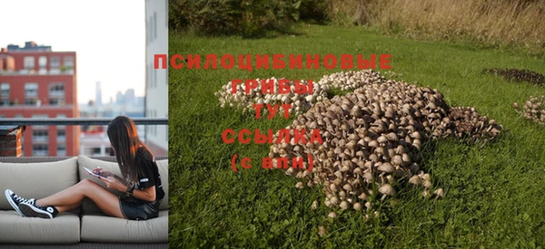 прущие грибы Алзамай